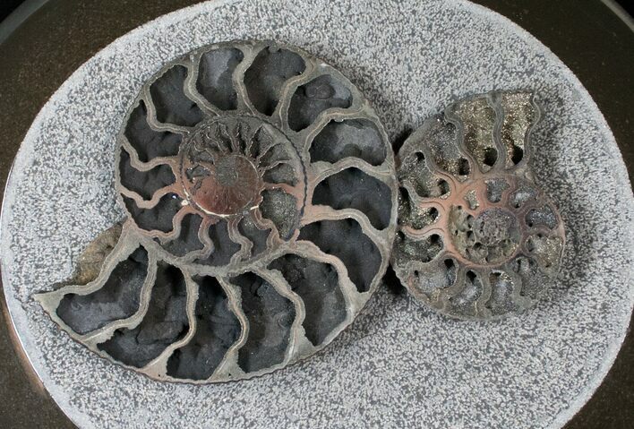 Pyritized Kosmoceras Ammonite Fossils - Great Display #16619